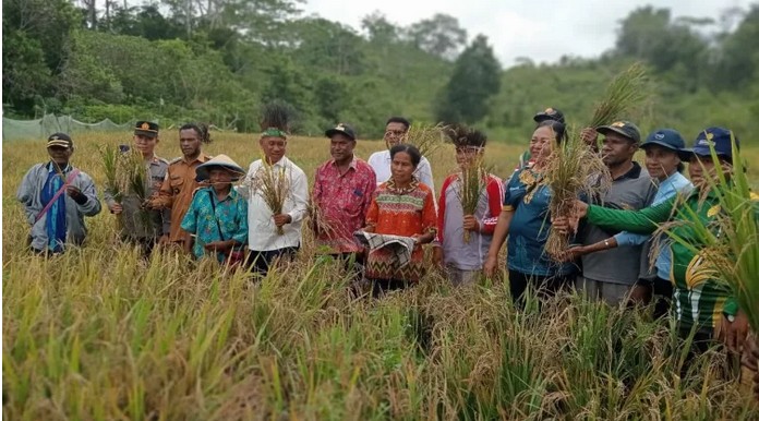 Dinas Pertanian dan Ketahanan Pangan Biak Numfor Kembangkan Budidaya Padi Ladang