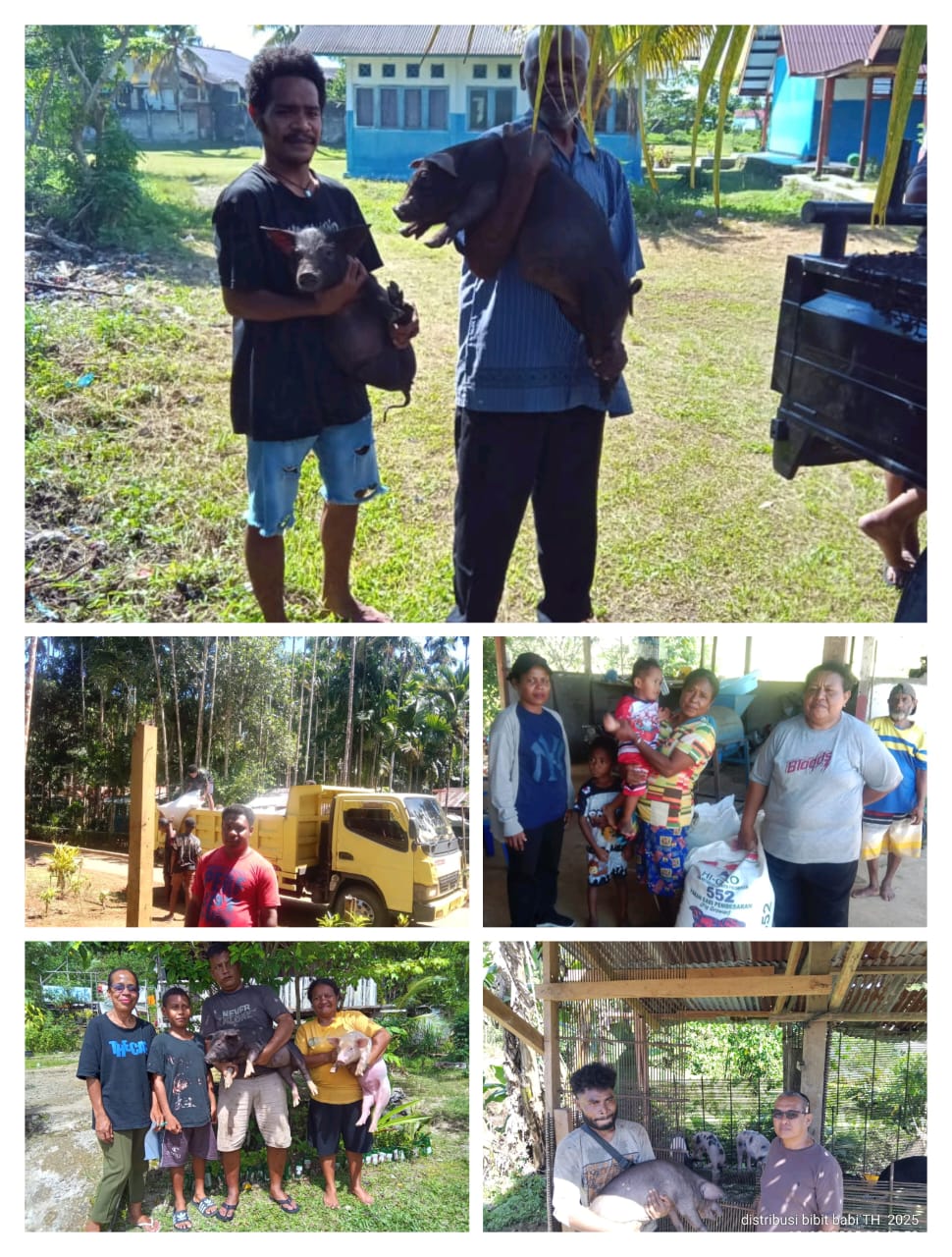 Distribusi Bantuan Bibit ternak Babi dan Pakan Ternak. Otsus Tahun 2025